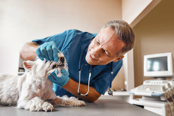 Best Emergency Treatment for Dental Infections or Abscesses in Madison, WI